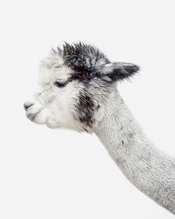 Close-up profile of an alpaca captured by Greg Murray showcasing unique animal expressions in a minimal white background.