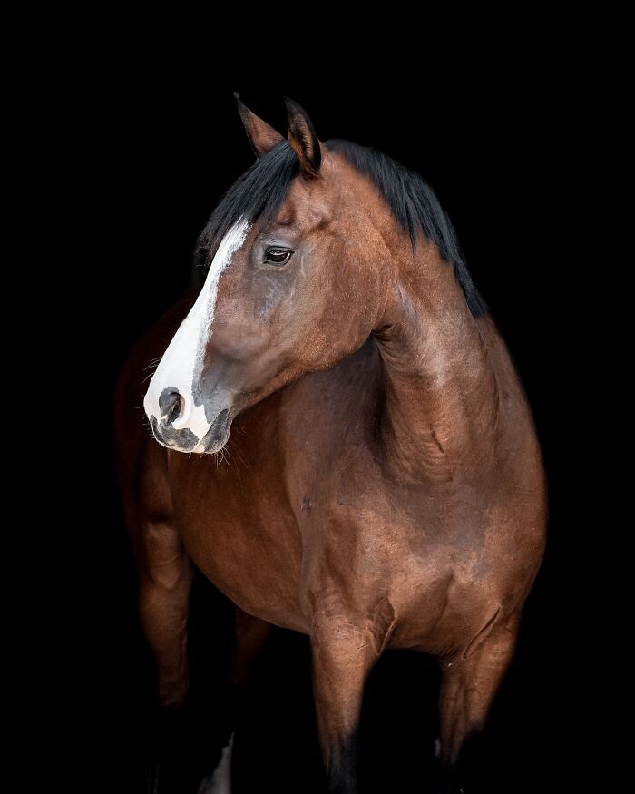 Brown horse with a white stripe on its face, captured by Greg Murray showcasing unique animal expressions against a black background.