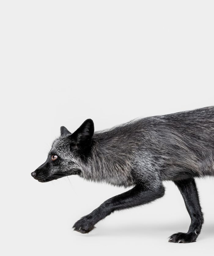 Black fox captured by Greg Murray with a focused expression, showcasing unique animal photography and priceless expressions.