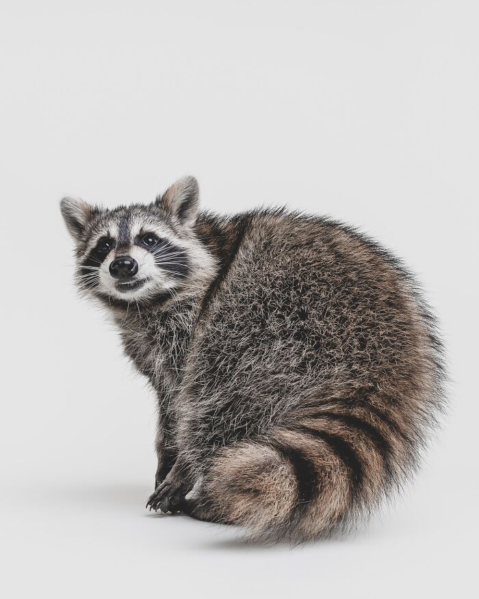 Raccoon with a curious expression photographed by Greg Murray showcasing priceless animal expressions in a studio setting.