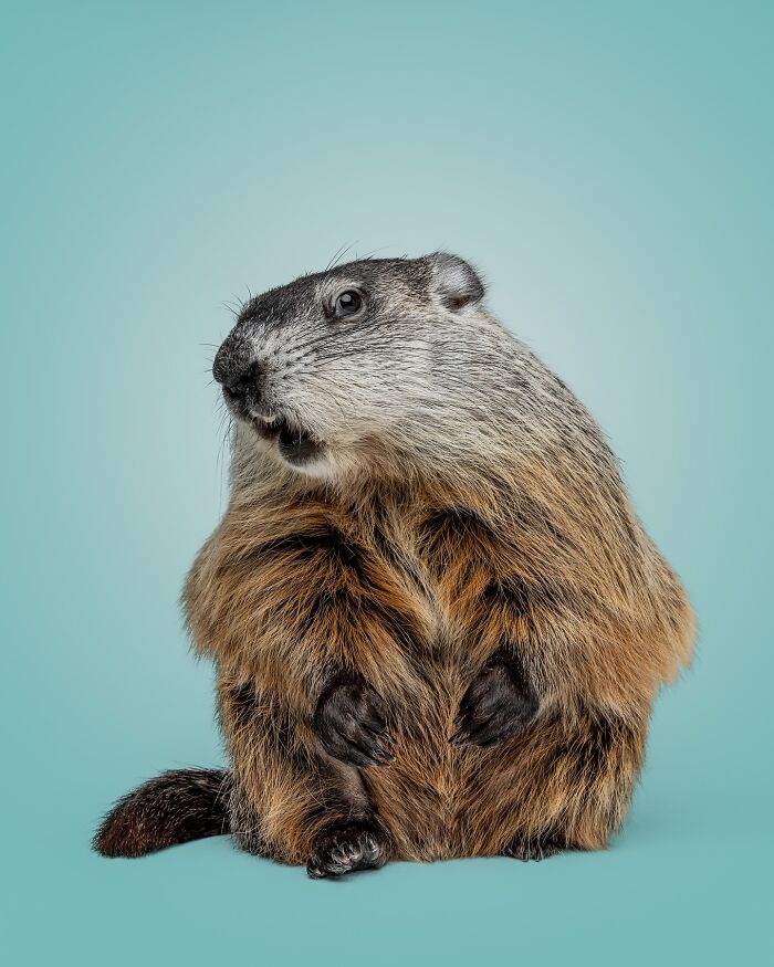 Close-up of a marmot sitting against blue background captured by Greg Murray with expressive animal photography.
