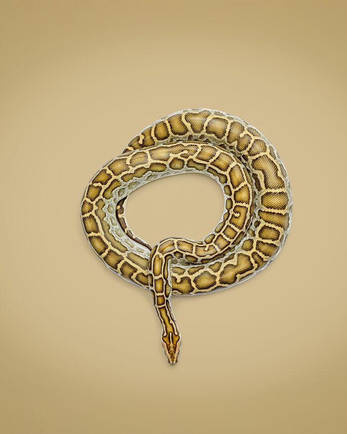 Python snake coiled in a circle photographed by Greg Murray showcasing unique animal expressions on a plain background.