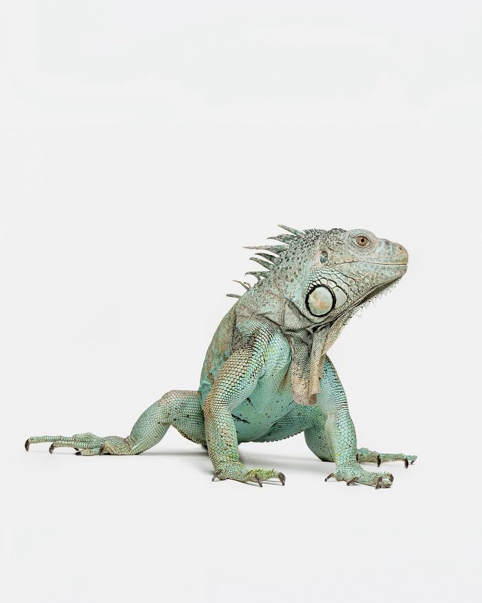 Green iguana captured by Greg Murray showcasing unique animal expressions in detailed wildlife photography.