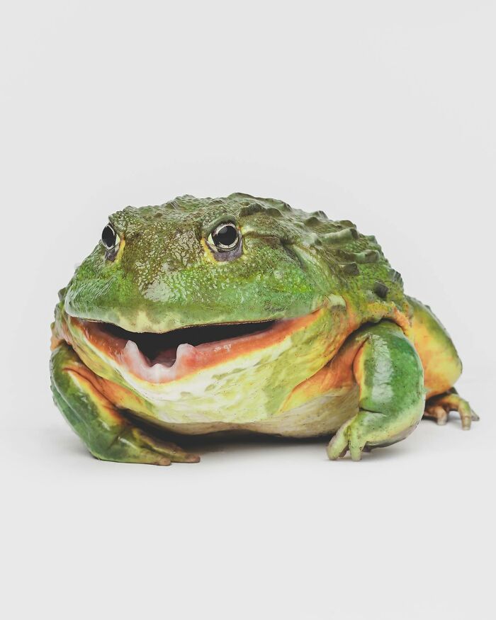 Close-up of a green frog with a wide mouth, capturing one of Greg Murray photographed animals with priceless expressions.