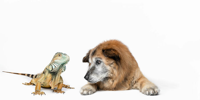 Iguana with curious expression sitting next to an older dog looking at it, showcasing Greg Murray animal photography.