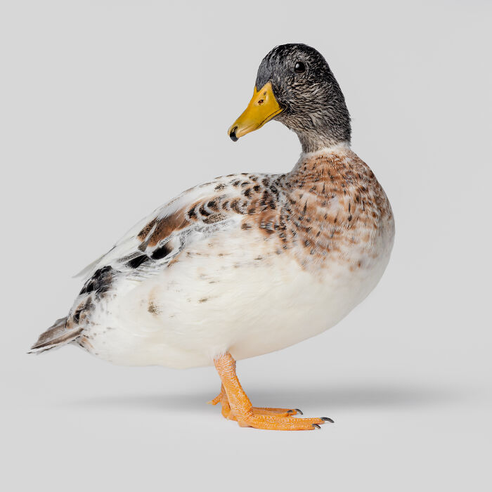 Duck with detailed feathers and bright orange legs, captured in a studio setting by Greg Murray animal photography.