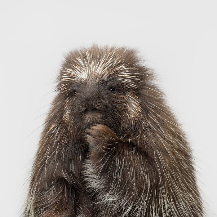 Close-up of a porcupine with a thoughtful expression captured by Greg Murray in his animal photography series.