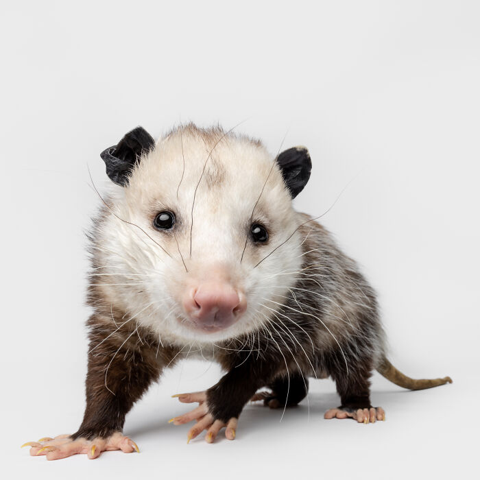 Close-up portrait of an opossum showcasing priceless animal expressions captured by Greg Murray photography.