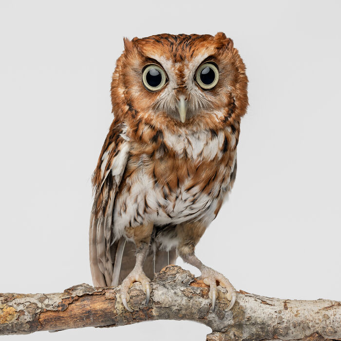 Small brown owl with big eyes perched on a branch, part of Greg Murray animal photography collection capturing priceless expressions