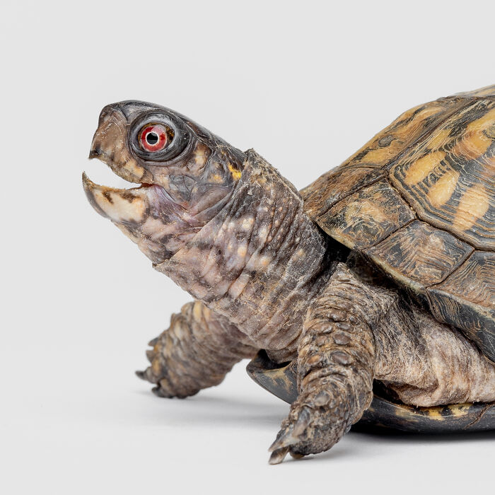 Close-up of a turtle with a vivid expression, showcasing Greg Murray photographed animal expressions in detail.