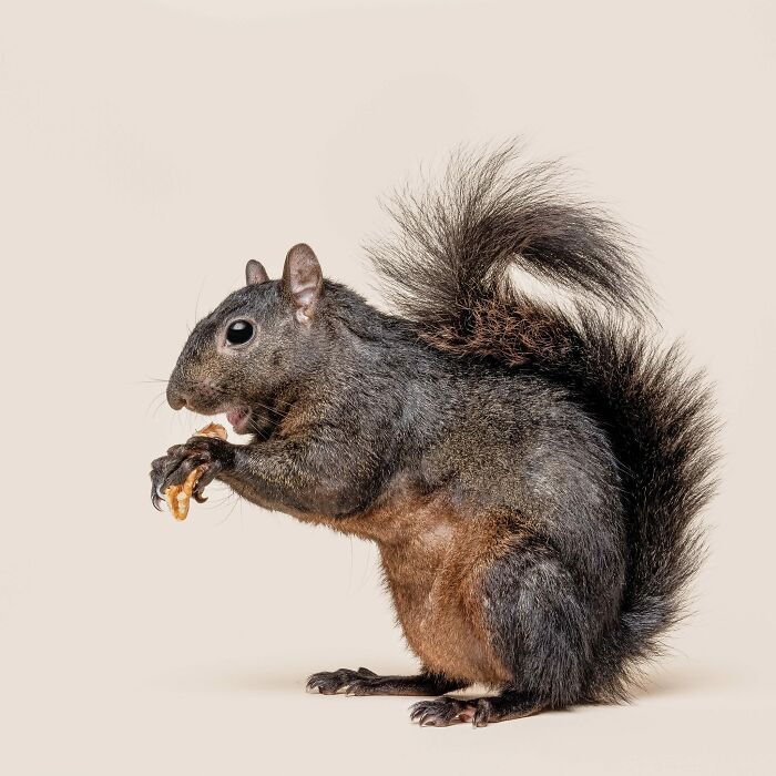 Squirrel with expressive face holding a nut, photographed by Greg Murray showcasing unique animal expressions.