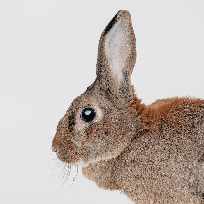 Close-up portrait of a rabbit with expressive eyes, photographed by Greg Murray capturing animals and their priceless expressions.