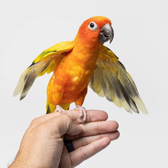 Colorful parrot with wings spread perched on a hand, part of Greg Murray photographed animals with priceless expressions.