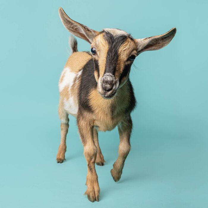 Baby goat captured by Greg Murray with a priceless expression against a bright turquoise background in studio photography.