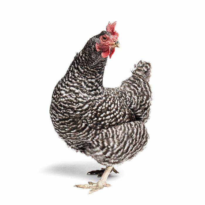 Barred Plymouth Rock chicken captured by Greg Murray showcasing unique animal expressions in high-detail photography.