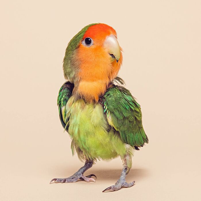 Colorful parrot with expressive face photographed by Greg Murray, showcasing unique animal expressions in vibrant detail.