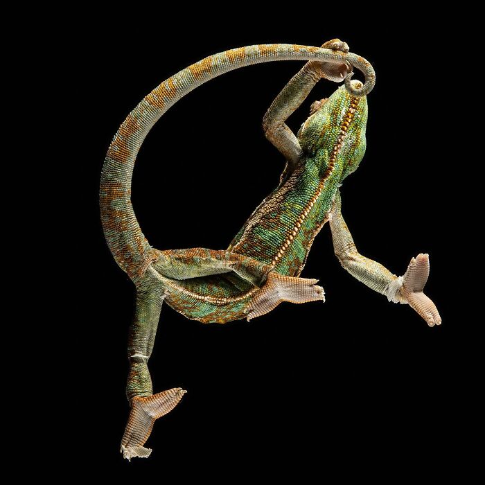 Chameleon captured by Greg Murray showing dynamic pose and detailed skin texture against a black background.