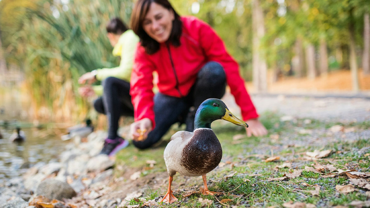 A woman in a red jacket feeding a mallard duck by the pond, capturing comically absurd facts about nature.
