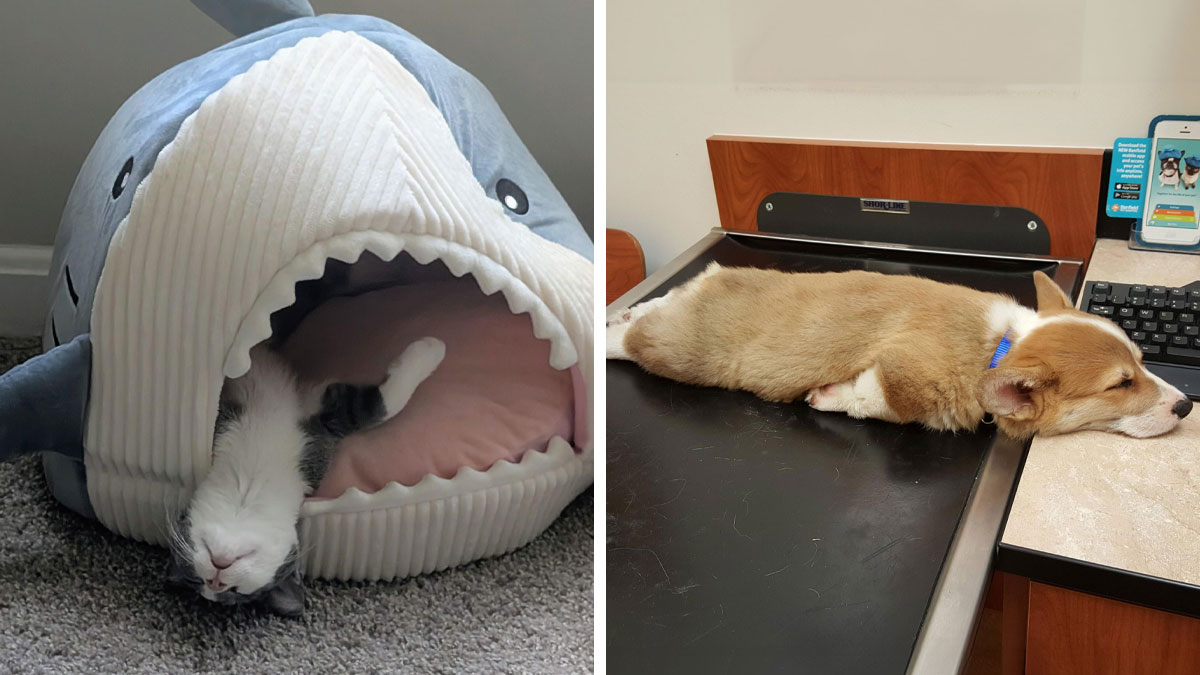 Cat sleeping inside a shark-shaped bed and a corgi puppy napping on a veterinary exam table, animals enjoying a nap.