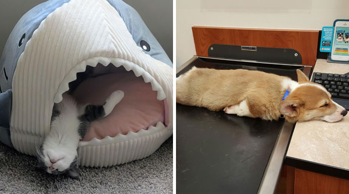 50 Moments When Animals Decided It Was Nap Time, No Matter The Place