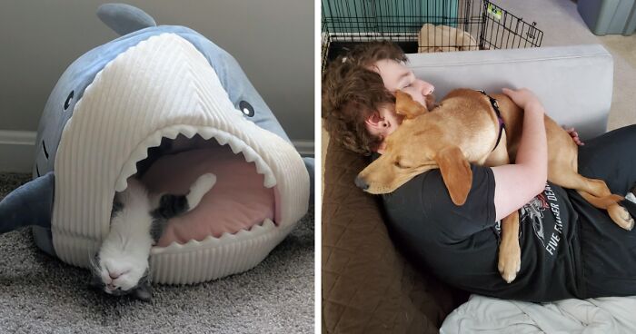 124 Times People Saw Animals Enjoying A Nap And Just Had To Take A Picture
