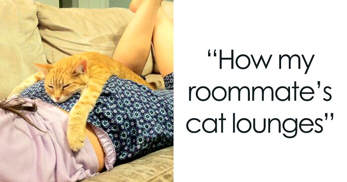 124 Moments When Animals Decided It Was Nap Time, No Matter The Place