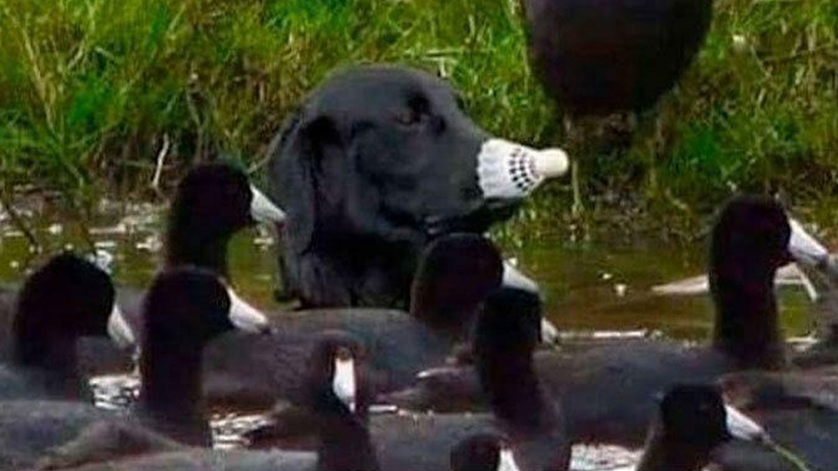 Black dog camouflaged among a group of ducks, humorously blending in with a white muzzle like a duck bill, dog memes concept.