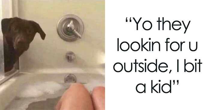 These 44 Dog Memes Are So Funny, You Might Forget Your Own Problems