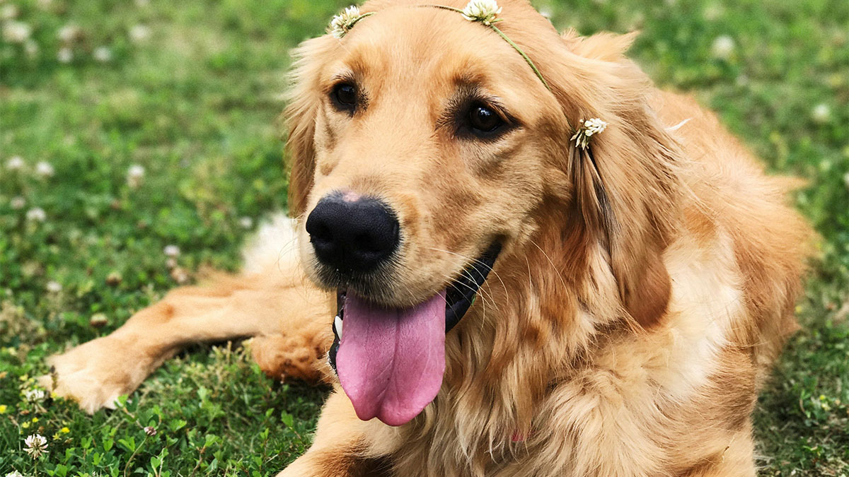 Golden retriever dog with flowers on head lying on grass, related to rehoming boyfriendu2019s dog after abandonment