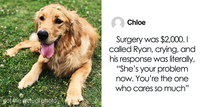 Hey Pandas, AITA For Letting A Retired Vet Adopt My Boyfriend’s Dog After He Forgot About Her?