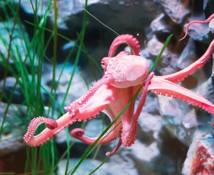 Close-up of a pink octopus underwater, surrounded by plants, representing deep internet rabbit holes that captivate users.