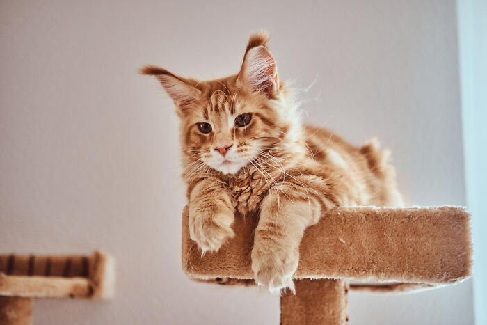Ginger cat resting on a carpeted perch, illustrating calm moments like patients under the effects of anesthesia.