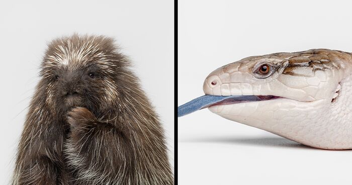 Photographer Captured 44 Animals You Don’t Usually See In Portraits, And They All Nailed It