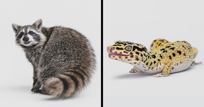 Photographer Captured 44 Animals You Don’t Usually See In Portraits, And They All Nailed It