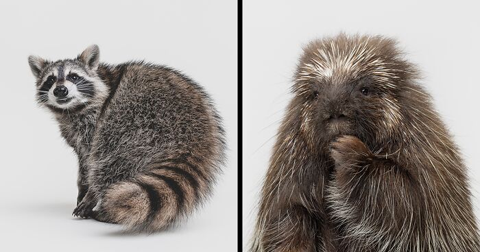 Photographer Captured 44 Animals You Don’t Usually See In Portraits, And They All Nailed It