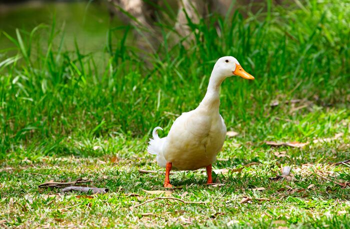 47 Pet Owners Share The Biggest Beef Their Animals Have Going On Right Now