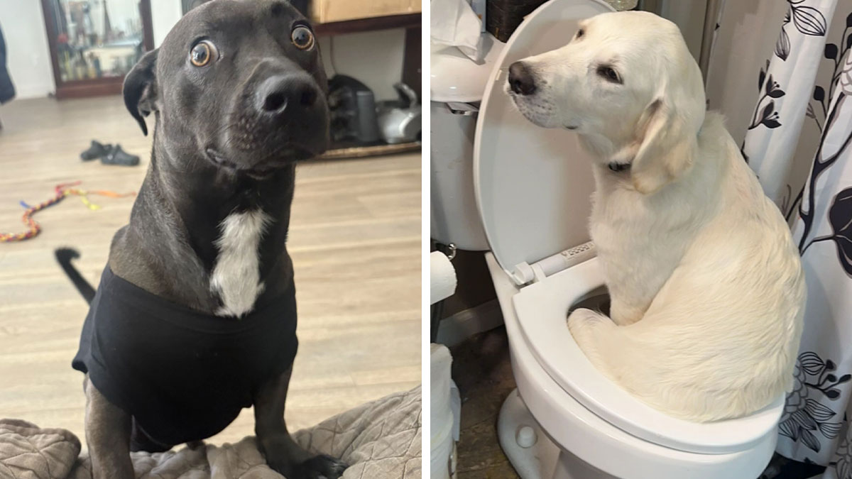 Two awkward pet photos showing a surprised black dog in a shirt and a white dog sitting inside a toilet bowl.