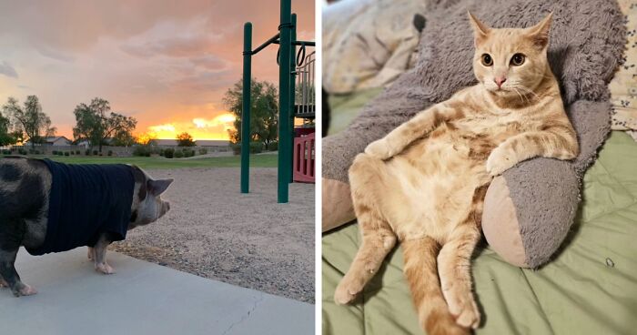 79 People Share Awkward Photos Of Their Pets, And The Results Are Pure Comedy Gold