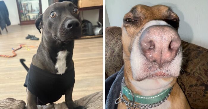 79 Owners Share The Most Hilariously Awkward Photos Of Their Beloved Pets