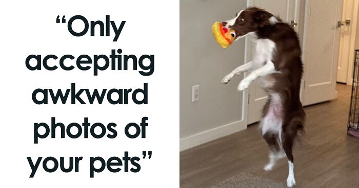 People Took These 79 Awkward Photos Of Their Pets And Just Had To Share Them