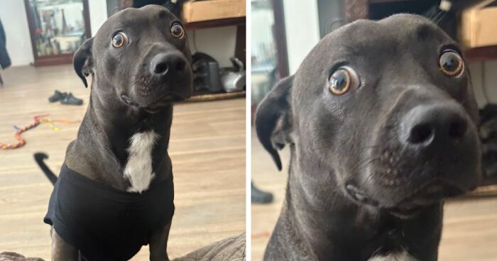 79 Pets Caught In Perfectly Awkward Moments That Might Melt Your Heart