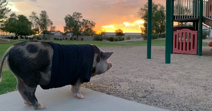 79 People Share Awkward Photos Of Their Pets, And The Results Are Pure Comedy Gold