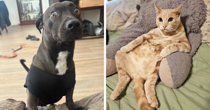 79 People Share Awkward Photos Of Their Pets, And The Results Are Pure Comedy Gold