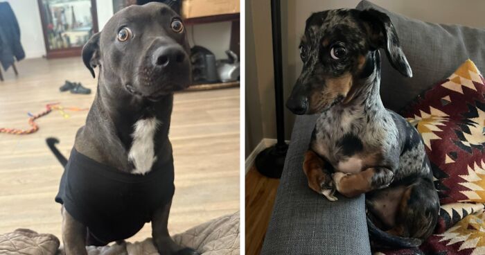 50 People Share Awkward Photos Of Their Pets, And The Results Are Pure Comedy Gold