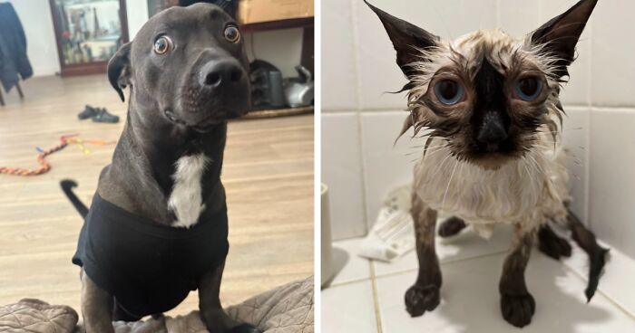 79 Pets Caught In Perfectly Awkward Moments That Might Melt Your Heart