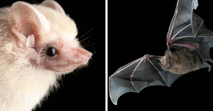 People Think Bats Are Scary, So This Scientist Took 30 Portraits To Prove Otherwise