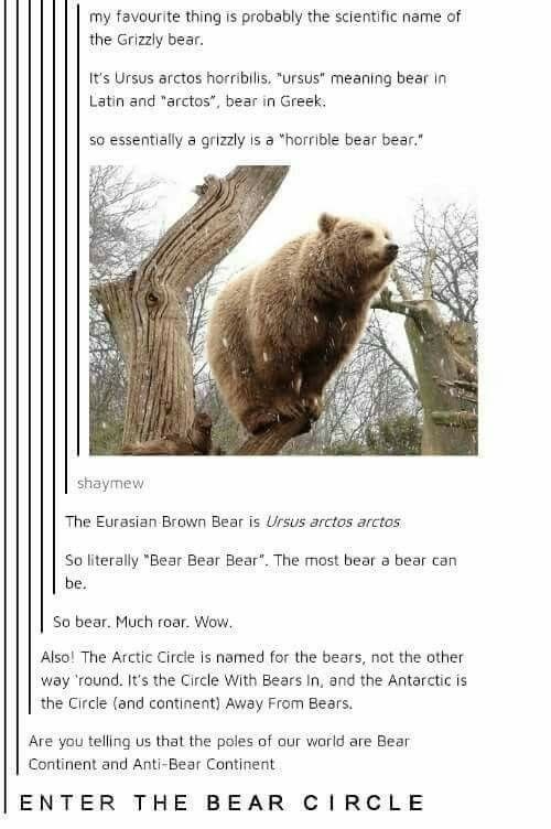 bear-scientific-name-6925366e80990.jpg