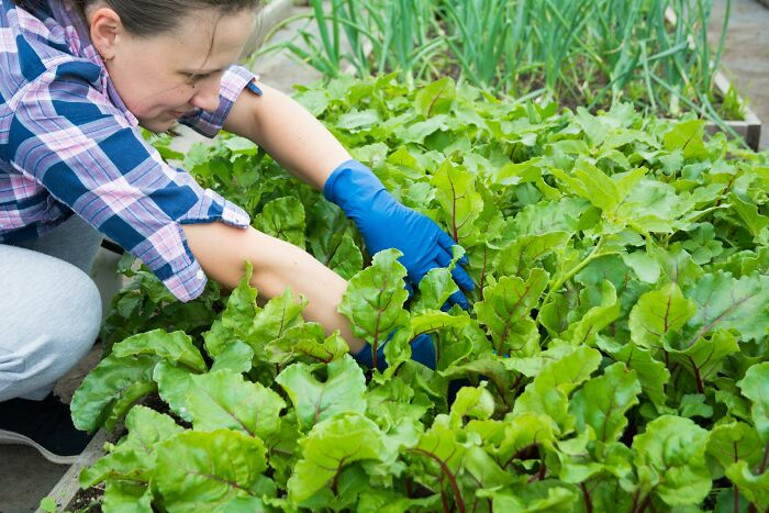 Person wearing blue gloves tending plants in a garden, illustrating uniquely awkward moments before weddings happen.
