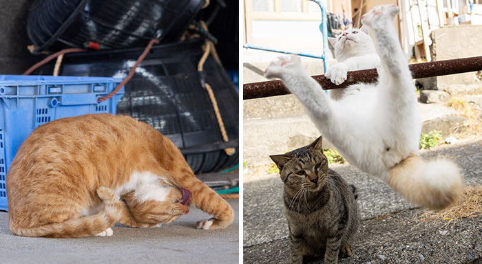 Estas 20 fotos de Masayuki Oki nos cuentan cómo es la vida de los gatos callejeros de Tokio
