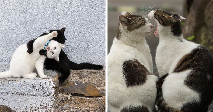Celebrating The Quirky And Playful Side Of Cats: 62 Of The Best Photos By Masayuki Oki